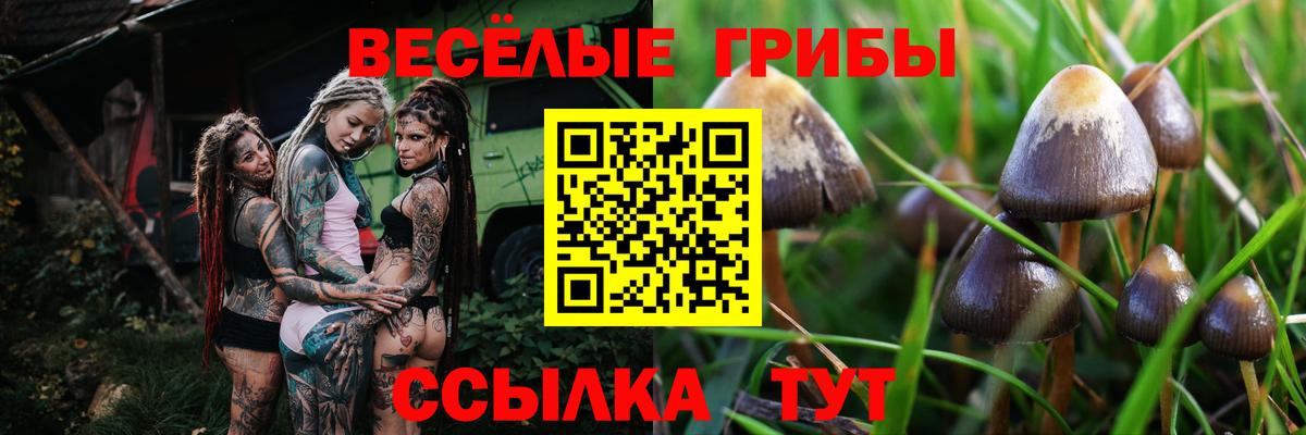 Псилоцибиновые грибы Psilocybe  Вход с VPN  Клин 